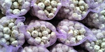FRESH WHITE GARLIC – product photo, Fresh Black Garlic products found from trusted suppliers, wholesalers, manufacturers & exporters Listing
