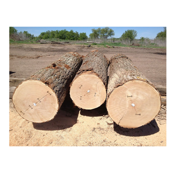 Wholesale Price Hardwood Supplier Red oak logs For Sale from Exigentelaxia Unipessoal Lda Wholesale Price Hardwood Supplier Red oak logs For Sale - Exigentelaxia Unipessoal Lda - Portugal