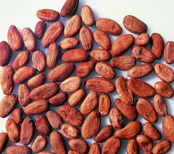 Premium Dried Cocoa Beans from Bruckmann GmbH Premium Dried Cocoa Beans - Bruckmann GmbH - Germany