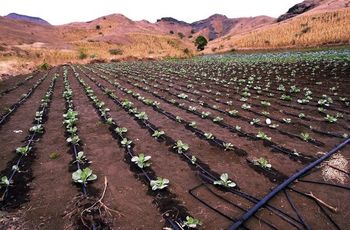 Drip Irrigation System Emitter Spacing Varies By Crop Yield Increase Potential Up To 200% Water Emission Rate Varies By Drip - Gate of Africa Resources Limited - Nigeria