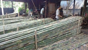 Nulgar bamboo - Trees are grown and harvested in Vietnam – product photo, Bamboo products found from trusted suppliers, wholesalers, manufacturers & exporters Listing