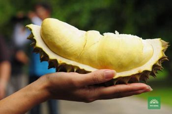 DURIAN – product photo, Durian products found from trusted suppliers, wholesalers, manufacturers & exporters Listing