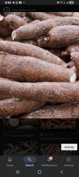 Fresh Cassava - J.IFY'S Farm - Nigeria
