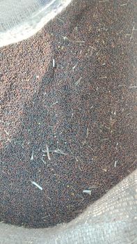 Mustard seeds Additives Free Aroma Powerful Texture Vibrant Oil Content Rich Quality Control Rigorous Color Yellow, Black, - Dabheria foods exporter pvt ltd  - India
