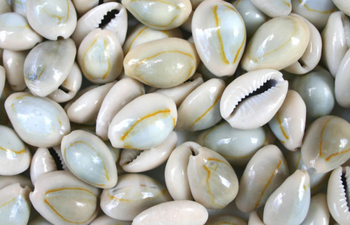 Cowries/Sea Shells Packaging bags Type different - TWT HEIGHTS LIMITED - Tanzania