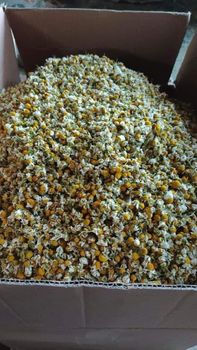 Chamomile Flowers, Egyptian Chamomile, Dried Chamomile, Herbal Tea Ingredients, Chamomile Tea, Medicinal Herbs, Bulk Chamomile Flowers. - Elmotmiz Herbs - Egypt