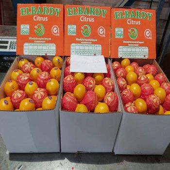 Navel Orange - Elbardy for Export and Import - Egypt