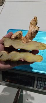 Fresh Ginger from Pt Tiga Saudara Indah Fresh Ginger - Pt Tiga Saudara Indah - Indonesia