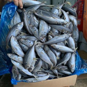 Factory Praice Fresh Frozen Horse Mackerel Fish Organic Low-Sodium IQF Vacuum Pack from TRADECENTRIC LLC Factory Praice Fresh Frozen Horse Mackerel Fish Organic Low-Sodium IQF Vacuum Pack - TRADECENTRIC LLC - United States