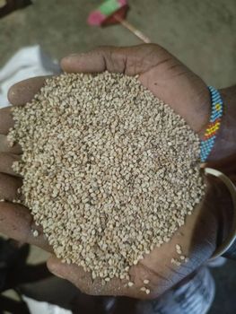 Sesame seeds  – product photo, Mixed Sesame Seeds products found from trusted suppliers, wholesalers, manufacturers & exporters Listing