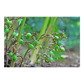 organic green cardamom elaichi pods for sale fresh aromatic spice for chai tea desserts baking sweets cooking and herbal wellness remedies with natural flavor and chemical free processing - SATTER FOOD AND BEVERAGE - Netherlands