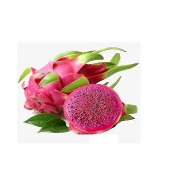 Organic Red and White Dragon Fruit Good For Health Made In Vietnam Fresh Fruit Wholesale in Bulk - EXIMGROUP - Vietnam