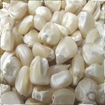 White corn for human consumption non gmo yellow corn yellow corn for animal for more details whatsap +255787979235 - AL JABLI TRADING COMPANY LIMITED - Tanzania