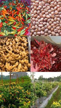 Dried Chilli - SM company - Indonesia