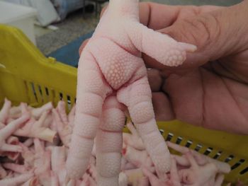 CHICKEN FEET AND PAWS Grade AA Cut feet Fat Content low Meat Content Other Max. Moisture (%) 3 Shelf Life 24 months Freshness Level Frozen - MT Trading GmbH - Germany