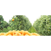 Product – product photo, Other Citrus Fruit Juice products found from trusted suppliers, wholesalers, manufacturers & exporters Listing