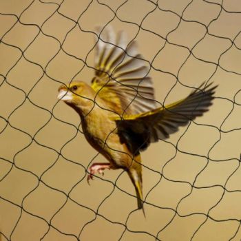 Anti Bird Net Plastic Chicken Farming Nets Agriculture Origin China Model NO. C01 HS Code 56074900 Hole Shape Square Diameter - Baoying Yiliyuan Rope and Net Co., Ltd. - China