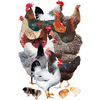Product - POULTRY FARMS VALERA - Greece
