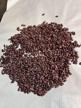 Premium Purple speckled kidney beans, Natural Dried Grade A Non-GMO High Protein Nutritious Beans from Super vegetables and fruits CO Premium Purple speckled kidney beans, Natural Dried Grade A Non-GMO High Protein Nutritious Beans - Super vegetables and fruits CO - China
