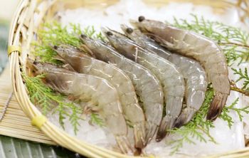 Frozen Vannamei Shrimp Fresh Taste Preserved Seafood Product Suitable For Restaurant Menu Home Kitchen And Food Service from TRADECENTRIC LLC Frozen Vannamei Shrimp Fresh Taste Preserved Seafood Product Suitable For Restaurant Menu Home Kitchen And Food Service - TRADECENTRIC LLC - United States