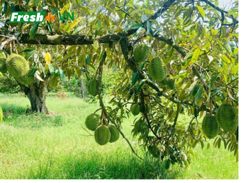 Fresh Durian Origin Viet Nam Features Organic Product Type Tropical fruit - AGRO VIET NAM AGENT - Vietnam