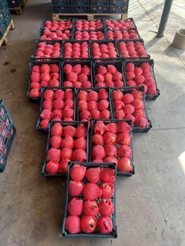 Premium Egyptian Pomegra - Ranin - Egypt