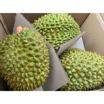 Wholesale Fresh Durian 100% High Quality Fresh Delicious Vietnam Durian and Feeeze Durian - MIGHTY ASIA COMPANY LIMITED - Vietnam