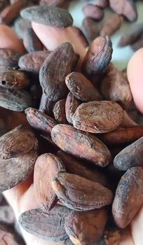 Indonesian Fermented Dried Cocoa Beans (Sun-Dried, Export Quality) - PT Sumatra Jawa Soil - Indonesia