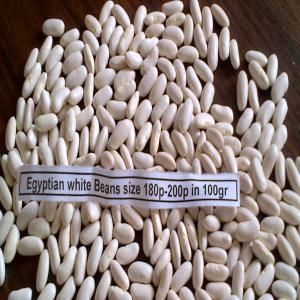 White kidney bean of Alaliaa for trading - Sma Arabia for international trading - Egypt