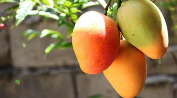 Mangoes - Premium Ethical Foods - United Arab Emirates