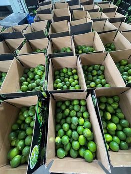 Fresh Seedless Lime ( Green Lemon) from Viet Nam Size S, M, L Texture Firm Net Weight 4.5 Kg Sizing S, M, And L Packaging 4.5 KG/BOX - F2C VIET NAM IMPEX CO.,LTD - Vietnam