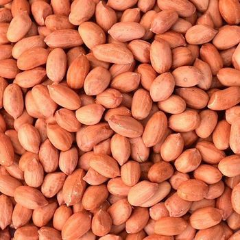 Groundnut Peanut Raw Natural High Quality Oil Rich Peanuts for Roasting Cooking Snacks Processing Bulk Export - TRADECENTRIC LLC - United States