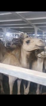 Livestock camel - Elite livestock - Saudi Arabia
