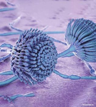 Mycotoxin binders - VITALAC - France