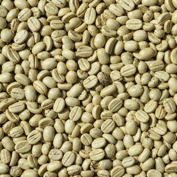 Indonesian Lampung Robusta Green Coffee Beans, Grades 1–4B - Nusantara Origins - Indonesia