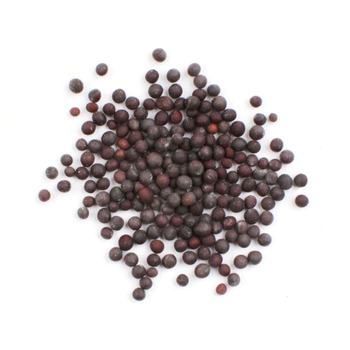 Indian Mustard Organic Spices & Herbs Dried Spices U2U312-UAthvikaSpice High Quality Pure Natural Fresh Black Mustard Seeds - U2U Systems - Singapore