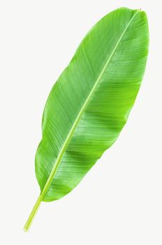 Banana Leaves Texture Fresh Capacity Up To 1 Tons Per Order Origin Sangihe Island, - PT Rams Log Indonesia - Indonesia