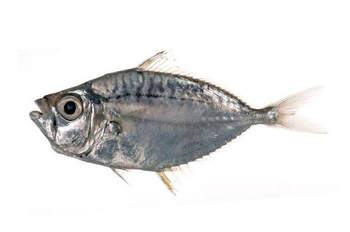 Premium Quality Frozen Toothpony Fish / Toothed Ponyfish (Ikan Pirik / Gazza minuta) – Wild Caught & Export Grade from PT. SAGARA MAKMUR INDONESIA Premium Quality Frozen Toothpony Fish / Toothed Ponyfish (Ikan Pirik / Gazza minuta) – Wild Caught & Export Grade - PT. SAGARA MAKMUR INDONESIA - Indonesia