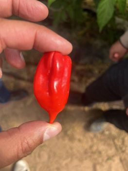 PEPPER HABANERO - ART LOG MAROC - France