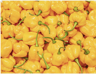 Wholesale Fresh Red Chili Pepper Superior High Quality Pepper / Cheap Green Chili Pepper.Fresh Habanero pepper. free shipping - Almaa SCS - Belgium