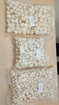 Fox nuts - Aryan - India