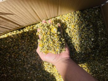 Egyptian Organic Chamomile Flowers (Grade A - Fine Cut & Whole Flowers - Friends For Import & Export⁠ - Egypt