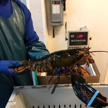 Fresh Live Canadian Lobster Wild Caught Premium Quality Ocean Seafood Ideal For Boiling Grilling Steaming And Baking - TRADECENTRIC LLC - United States