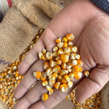 Yellow Maize – product photo, Maize products found from trusted suppliers, wholesalers, manufacturers & exporters Listing