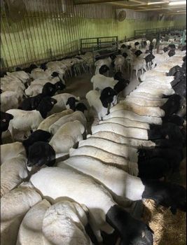 Live Sheep Dorper Meat Quality Superior Coat Type Hair And Wool Mix Shearing Requirement Minimal Grazing Behavior - PRM - Somalia