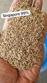 Cumin Seeds Singapore 99 Purity 99% Admixture Level Max 1% Moisture Content Max 9% Flavor Profile Strong, Authentic Cumin - Shahji International - India