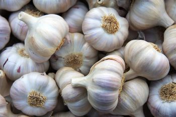 Garlic: Planting, Growing, and Harvesting Garlic Bulbs | The Old Farmer - Balingi Trading Company (PTY) Ltd - South Africa