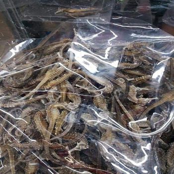 Premium Dried & Frozen Sea Horse, Available in bulk for wholesalers, distributors - VERTEX TRADING LIMITED - United Kingdom