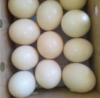 Wholesale Premium Grade Ostrich Eggs Grade A Durability High Shelf Life 24 months Nutritional Value High Fertility Type Fertile And Non-fertile - TRADE NEPAL LLC - United States