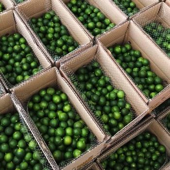 Seedless Lemon - HPK International Commerce Co, LTD - Vietnam